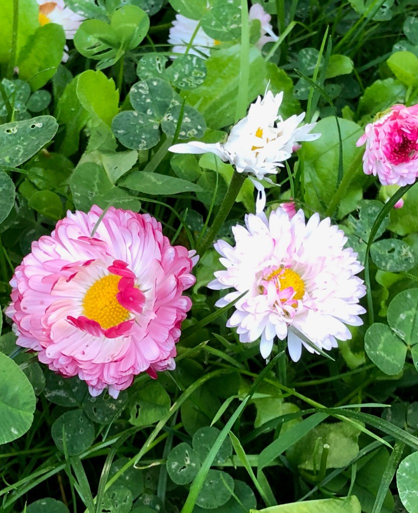 Photo of english daisies up close in full bloom.
